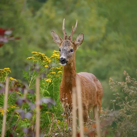 Hébergement de vacances 1 Bed In G0140 Goathland